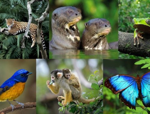 list of animals in the amazon rainforest
